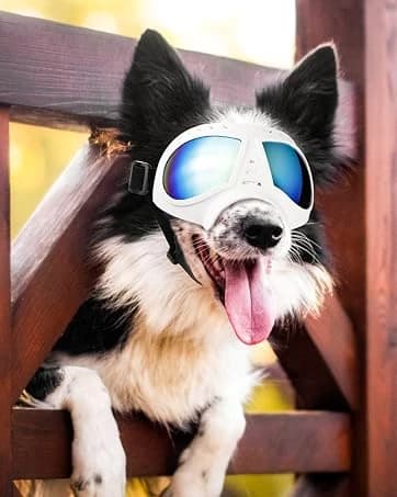 Dog Goggles for Large Dogs Eye Protection — collection imagery