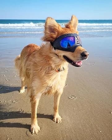 Dog Goggles for Large Dogs Eye Protection — collection imagery