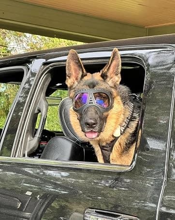 Dog Goggles for Large Dogs Eye Protection — collection imagery
