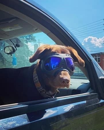 Dog Goggles for Large Dogs Eye Protection — collection imagery