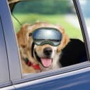 Dog Goggles for Large Dogs — UV Wind Dust Fog Protection