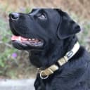 Martingale Collar for Dogs — Large Green