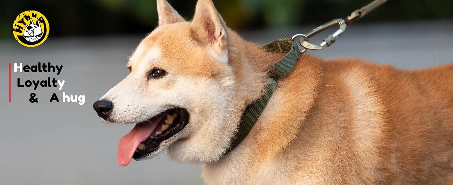 Martingale Collar for Dogs — Large Green — Martingale Collar for Dogs