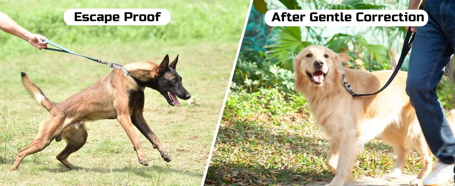 Martingale Collar for Dogs — Large Green — Escape-Proof Martingale Collar: Where Safety Meets Gentle Care