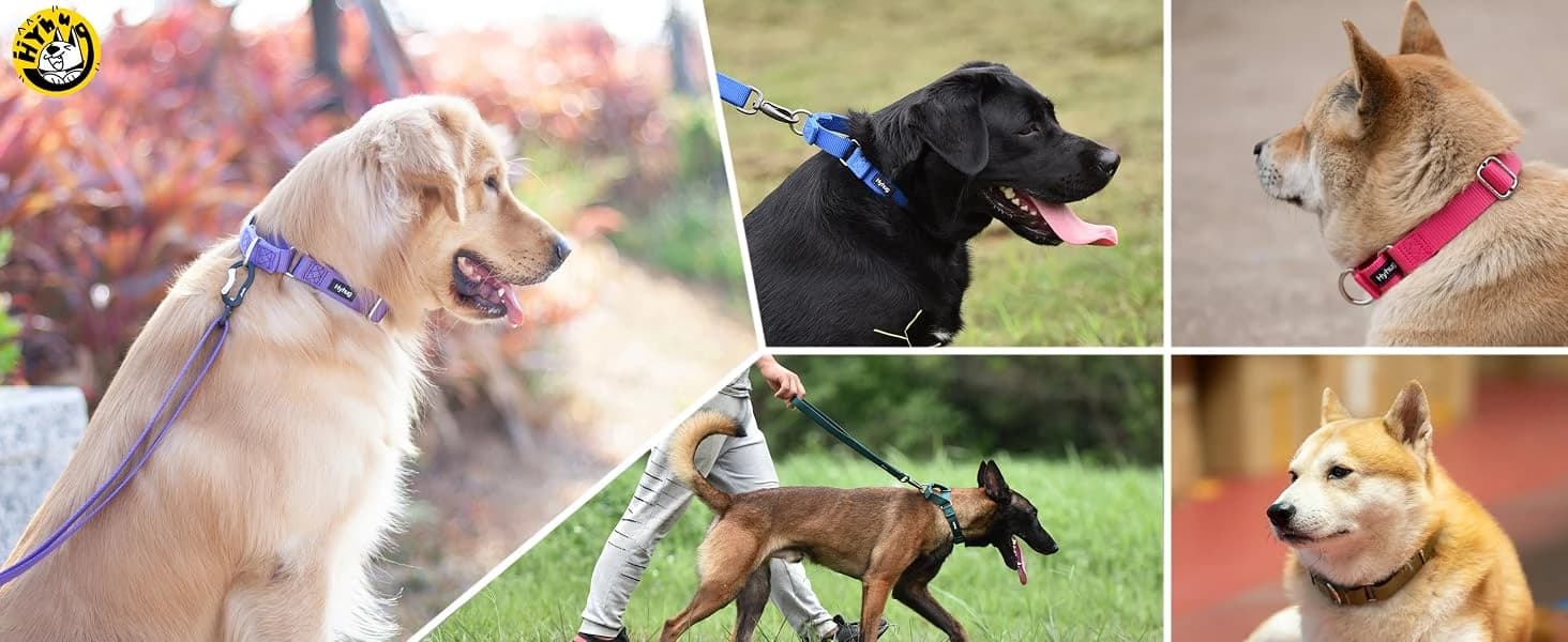 Martingale Collar for Dogs — Large Green — Display of cute dogs