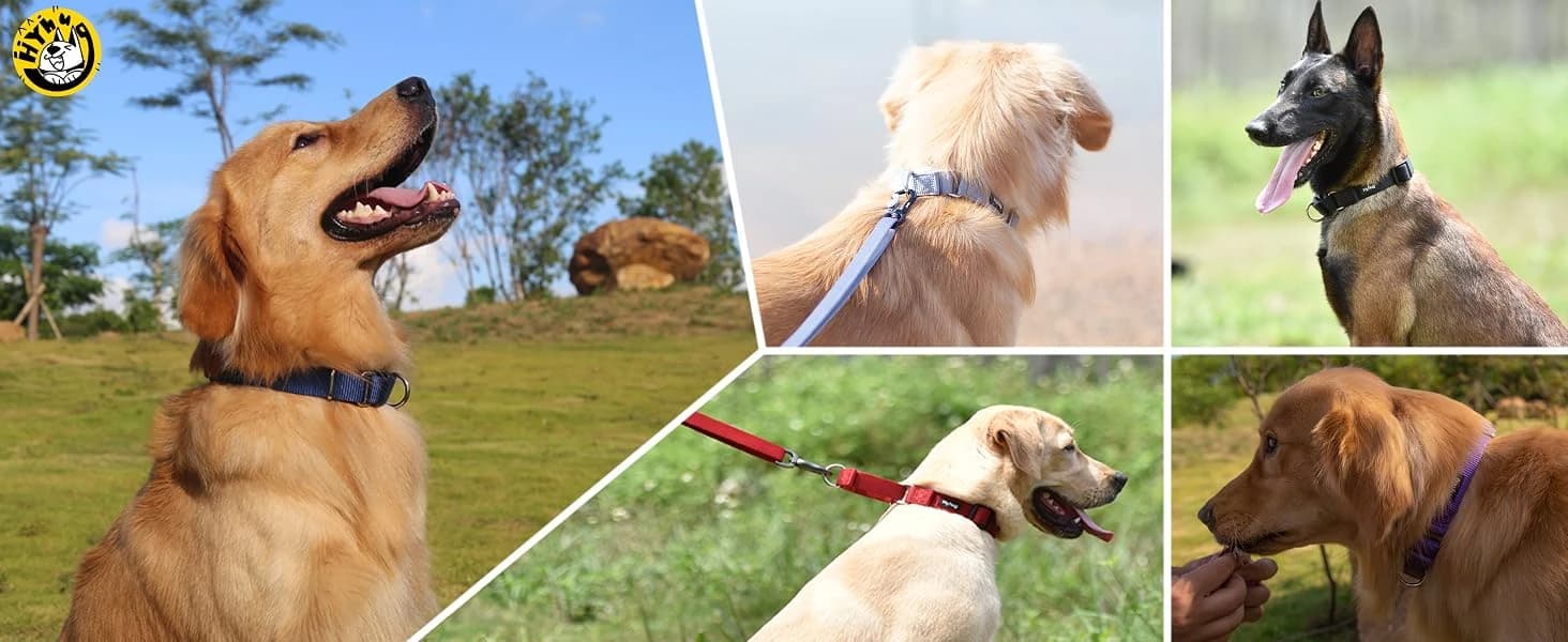 Martingale Collar for Dogs — Large Green — Display of cute dogs