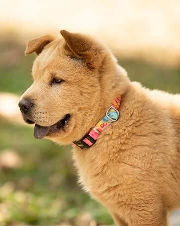 Martingale Collar for Dogs — Large Green — collection imagery