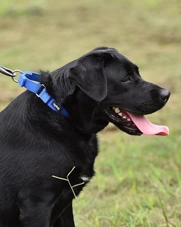 Martingale Collar for Dogs — Large Green — collection imagery