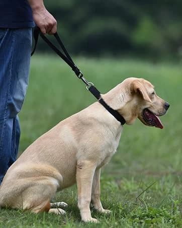Martingale Collar for Dogs — Large Green — collection imagery