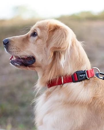 Martingale Collar for Dogs — Large Green — collection imagery