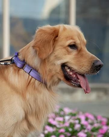 Martingale Collar for Dogs — Large Green — collection imagery