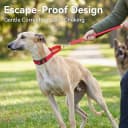 Martingale Collar for Dogs — Escape Proof No Pull