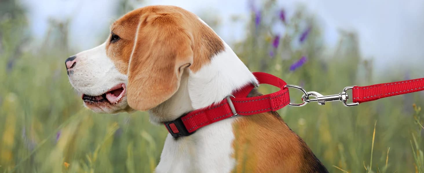 Martingale Collar for Dogs — Escape Proof No Pull — product details