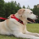 Martingale Collar for Dogs — Escape Proof No Pull