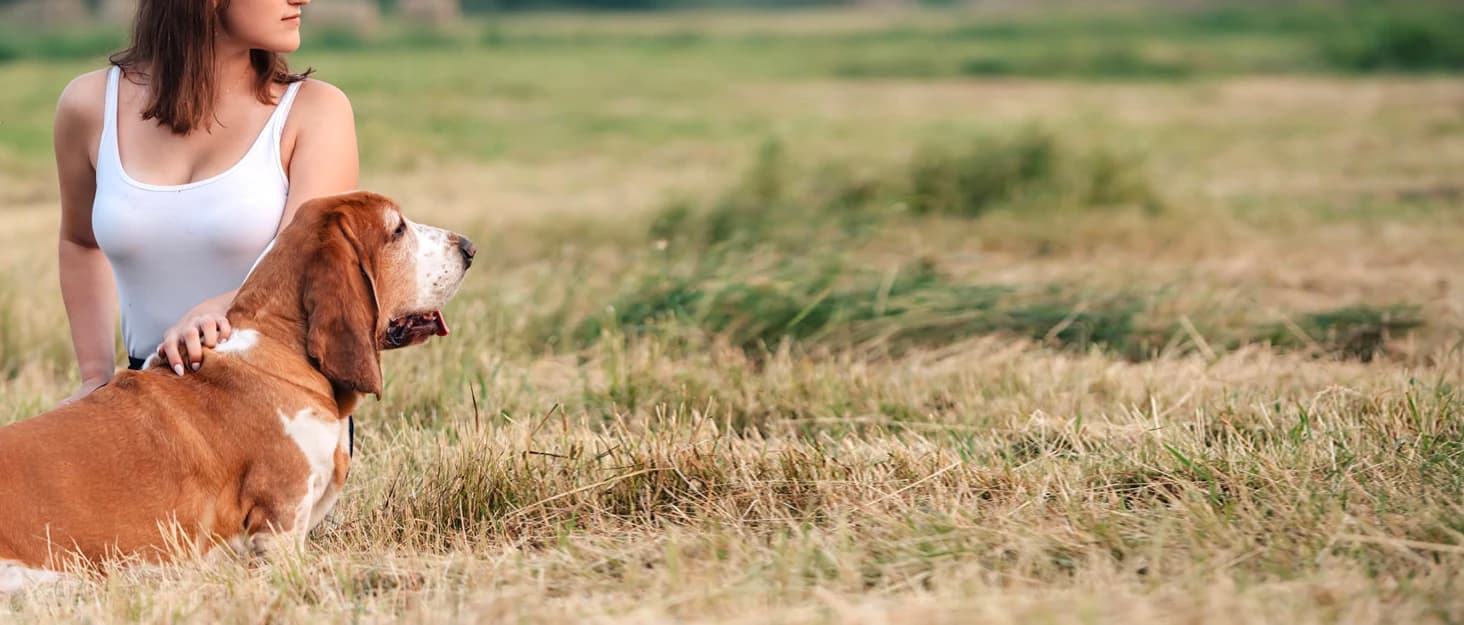 Martingale Collar for Dogs — Escape Proof No Pull — collection imagery