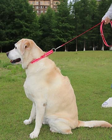 Martingale Collar for Dogs — Escape Proof No Pull — collection imagery