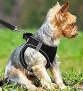 Martingale Collar for Dogs — Escape Proof No Pull — collection imagery
