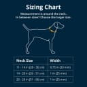 Chain Reaction Martingale Dog Collar