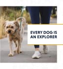 Chain Reaction Martingale Dog Collar