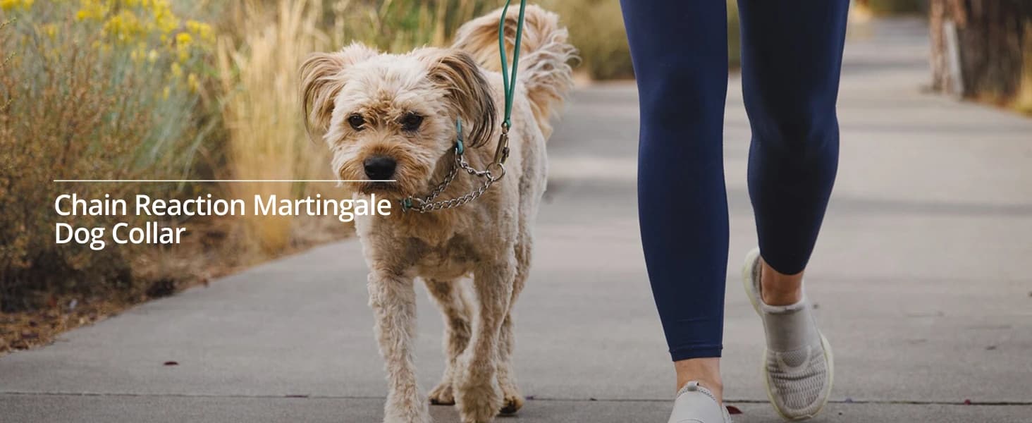 Chain Reaction Martingale Dog Collar — product details