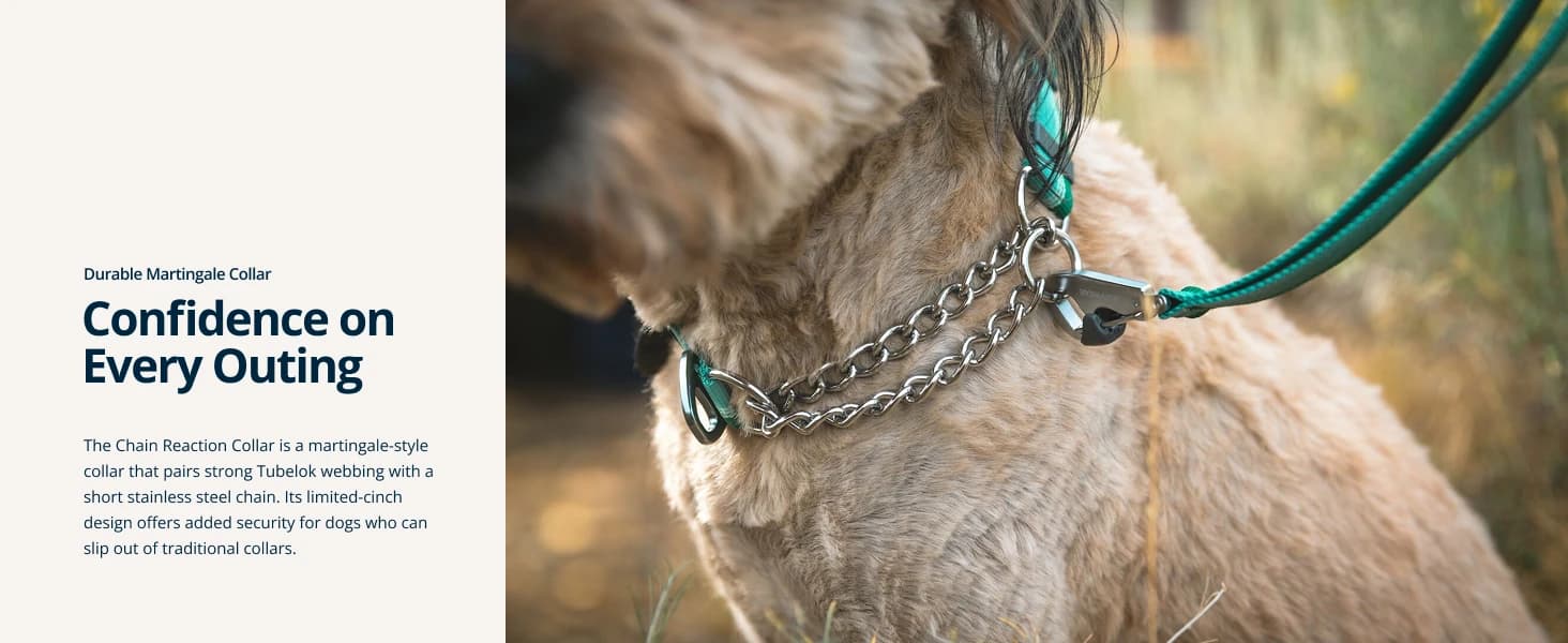 Chain Reaction Martingale Dog Collar — product details
