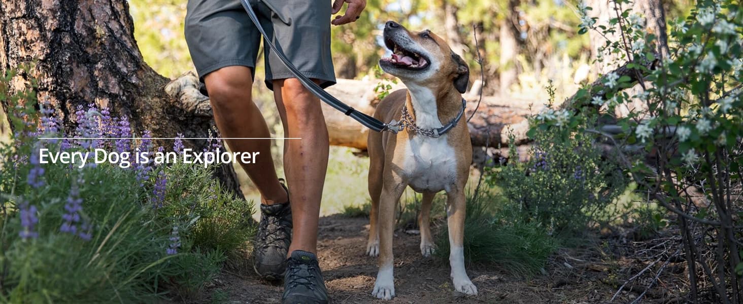 Chain Reaction Martingale Dog Collar — product details
