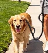 Hands Free Double Dog Leash for Two Dogs 240LB Heavy Duty Bungee — collection imagery