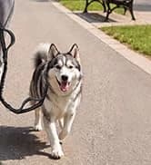 Hands Free Double Dog Leash for Two Dogs 240LB Heavy Duty Bungee — collection imagery