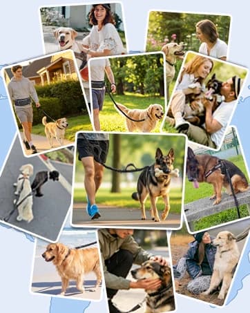 Hands Free Double Dog Leash for Two Dogs 240LB Heavy Duty Bungee — collection imagery