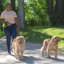 Leash Coupler — Two Dog Leash Splitter to Split Leashes for Walking 2 Dogs