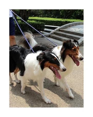 Leash Coupler — Two Dog Leash Splitter to Split Leashes for Walking 2 Dogs — collection imagery