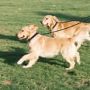 Double Dog Leash Coupler for Two Dogs — 1/3" Lightweight Dual Leash Extension for Small and Medium Dogs