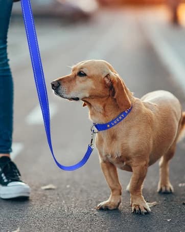 Double Dog Leash Coupler for Two Dogs — 1/3" Lightweight Dual Leash Extension for Small and Medium Dogs — collection imagery