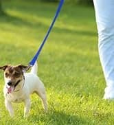 Double Dog Leash Coupler for Two Dogs — 1/3" Lightweight Dual Leash Extension for Small and Medium Dogs — collection imagery