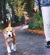 Double Dog Leash Coupler for Two Dogs — 1/3" Lightweight Dual Leash Extension for Small and Medium Dogs — collection imagery