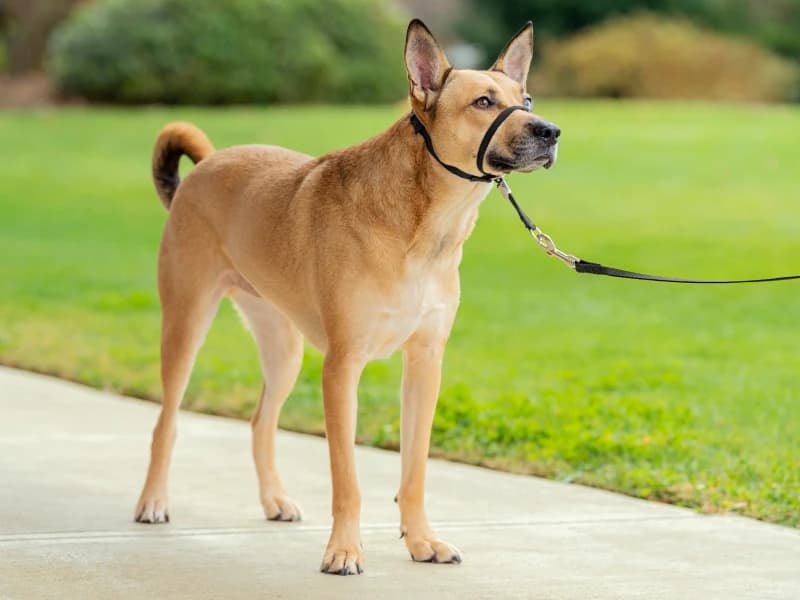 Gentle Leader No Pull Dog Headcollar — Effortless, Pull-Free Strolls Ahead