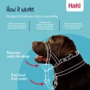 Headcollar | Size 2 — Black | Training Collar for Medium Dogs
