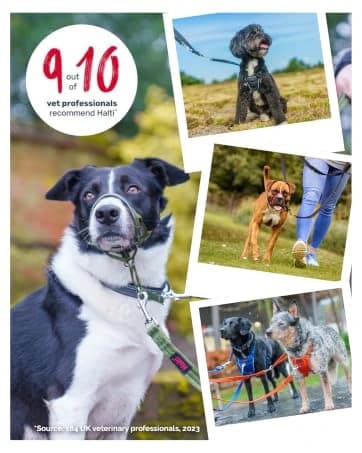 Headcollar | Size 2 — Black | Training Collar for Medium Dogs — collection imagery