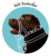 Headcollar | Size 2 — Black | Training Collar for Medium Dogs — collection imagery