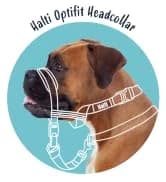 Headcollar | Size 2 — Black | Training Collar for Medium Dogs — collection imagery