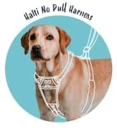 Headcollar | Size 2 — Black | Training Collar for Medium Dogs — collection imagery