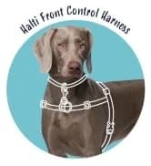 Headcollar | Size 2 — Black | Training Collar for Medium Dogs — collection imagery