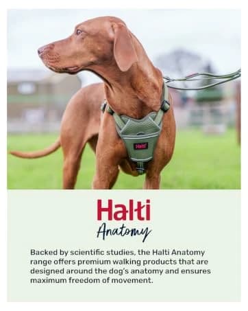 Headcollar | Size 2 — Black | Training Collar for Medium Dogs — collection imagery