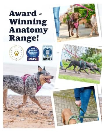 Headcollar | Size 2 — Black | Training Collar for Medium Dogs — collection imagery