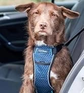Headcollar | Size 2 — Black | Training Collar for Medium Dogs — collection imagery