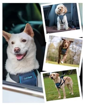Headcollar | Size 2 — Black | Training Collar for Medium Dogs — collection imagery