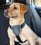 Headcollar | Size 2 — Black | Training Collar for Medium Dogs — collection imagery