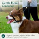 Head Halter for Dogs — No Pull Dog Harness