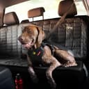 Drive Dog Car Harness — Crash Tested and Certified