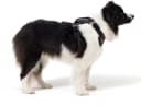 Drive Dog Car Harness — Crash Tested and Certified